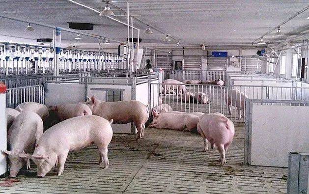 非洲豬瘟為何先感染母豬和育肥豬，再感染保育豬？